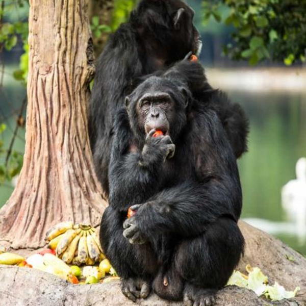 Image: Ape eating fruit